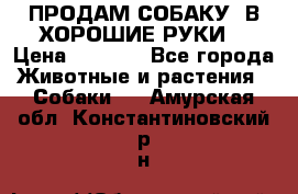 ПРОДАМ СОБАКУ  В ХОРОШИЕ РУКИ  › Цена ­ 4 000 - Все города Животные и растения » Собаки   . Амурская обл.,Константиновский р-н